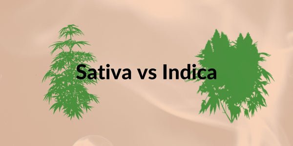 Indica vs Sativa, what is the difference between them? - Zetla